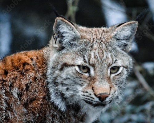Closeup shot of a beautiful eurasian lynx in a forest
