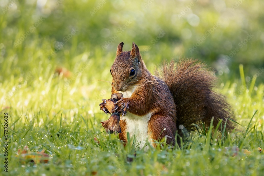 Cute and curious red squirrel perched on a grassy meadow. Cute and curious red squirrel perched on a grassy meadow.