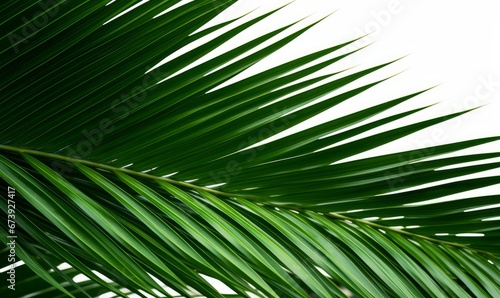 Green leaves of nipa palm or mangrove palm (Nypa fruticans) tropical evergreen plant palm frond, Generative AI © Dream Canvas