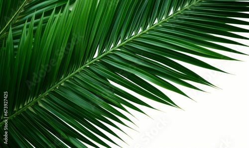 Green leaves of nipa palm or mangrove palm (Nypa fruticans) tropical evergreen plant palm frond, Generative AI © Dream Canvas