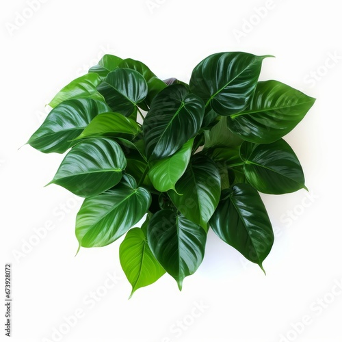 Heart shaped dark green leaves of philodendron    Emerald Green    tropical foliage plant bush  Generative AI