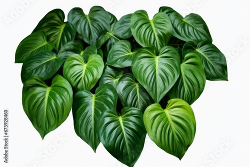 Heart shaped bicolor leaves of Philodendron plowmanii the rare exotic rainforest tropical foliage plant bush tropic houseplant, Generative AI
