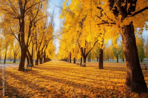 Golden Autumn, Beautiful Landscape with Vibrant Yellow Trees © pkproject