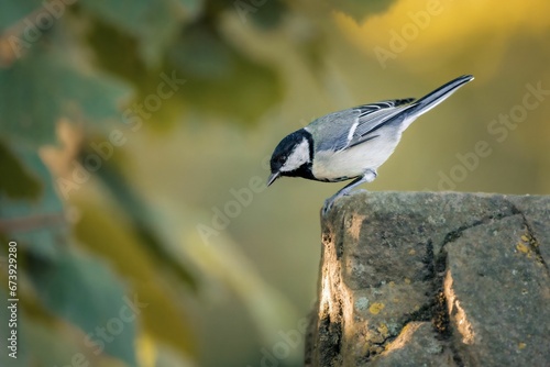 Great tit perched atop a rocky outcropping in a lush forest setting.