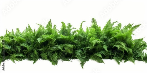 Tropical foliage plant bush nature frame layout of Fishtail fern or forked giant sword fern (Nephrolepis spp.) the shade garden landscaping shrub plant on white background with clipping, Generative AI