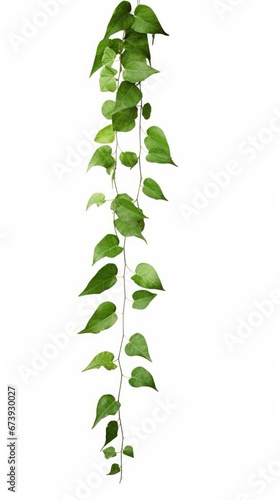 Green leaves Javanese treebine or Grape ivy  Cissus spp.  jungle vine hanging ivy plant isolated on white background with clipping path  Generative AI