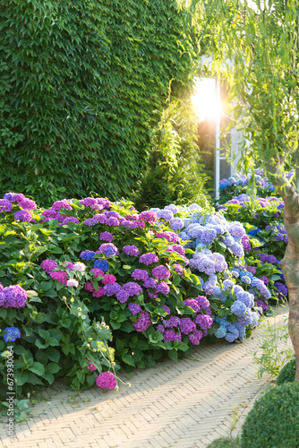 Blue, pink hydrangea flowers are blooming in summer in town garden heads in the sunlight. Beautiful garden with hydrangeas. Aesthetic path near the house. photo