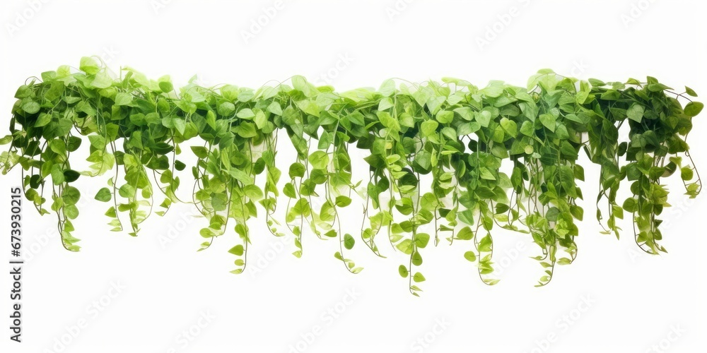 Green succulent leaves hanging vines ivy bush climbing epiphytic plant (Dischidia sp) after rain in tropical rainforest garden isolated on white background, nature backdrop with clipping,Generative AI - obrazy, fototapety, plakaty 