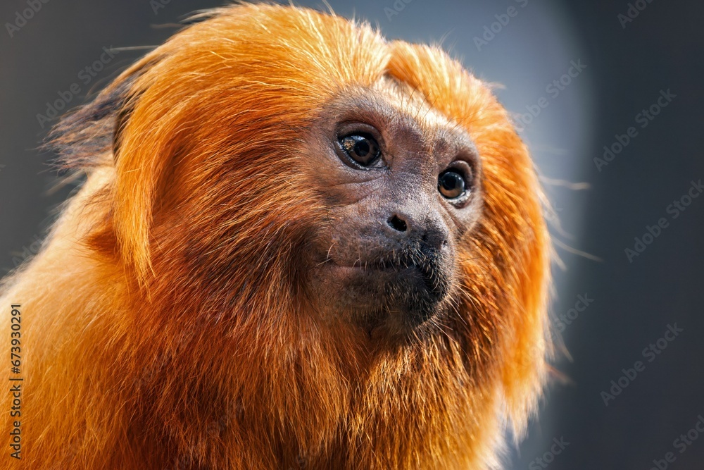 Closeup shot of a golden lion tamarin. Closeup shot of a golden lion tamarin.