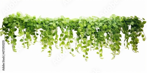 Green succulent leaves hanging vines ivy bush climbing epiphytic plant (Dischidia sp) after rain in tropical rainforest garden isolated on white background, nature backdrop with clipping,Generative AI