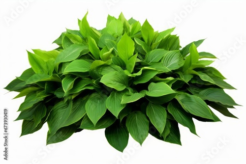 Green leaves hosta plant bush, lush foliage tropic garden plant isolated on white background with clipping path, Generative AI photo