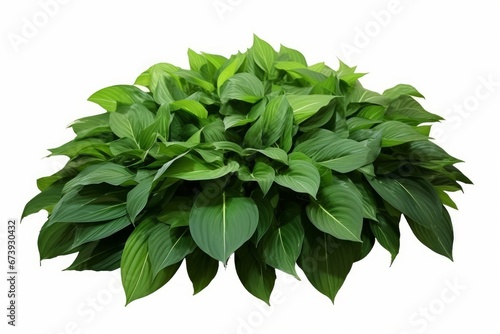 Green leaves hosta plant bush, lush foliage tropic garden plant isolated on white background with clipping path, Generative AI