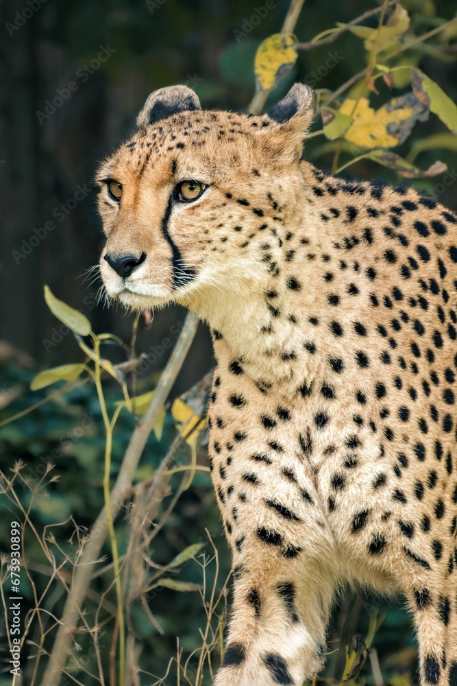 a cheetah walking around near some bushes and trees a cheetah walking around near some bushes and trees
