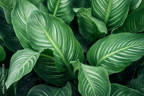 Abstract tropical green leaves pattern  lush foliage houseplant Dumb cane or Dieffenbachia the tropic plant  Generative AI