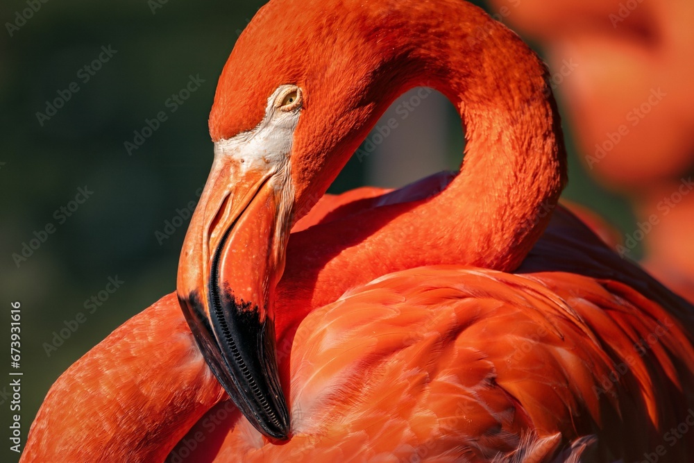 Fototapeta premium Close-up shot of a vibrant flamingo, with its head resting down on its chest in a peaceful stance