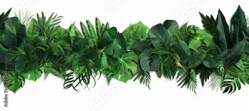 Green leaves nature frame layout of tropical plants bush (ferns, climbing bird's nest fern, philodendrons, Monstera) foliage floral arrangement on white background with clipping, Generative AI