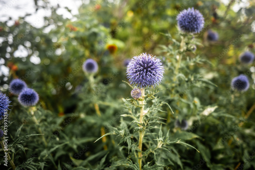 Autumn Flora on Fehmarn Island