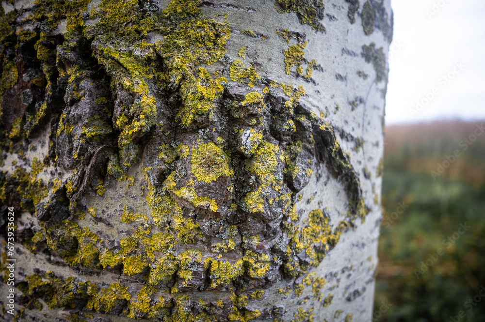 Autumn Flora on Fehmarn Island