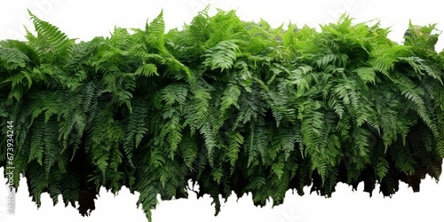 Tropical foliage plant bush cascading Fishtail fern or forked giant sword fern garden shrub plant, Generative AI