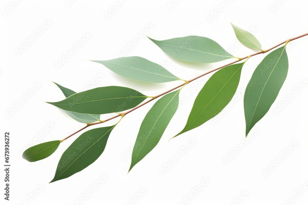 Fresh eucalyptus leaves on tree twig a green foliage commonly known as gums or eucalypts plant, Generative AI