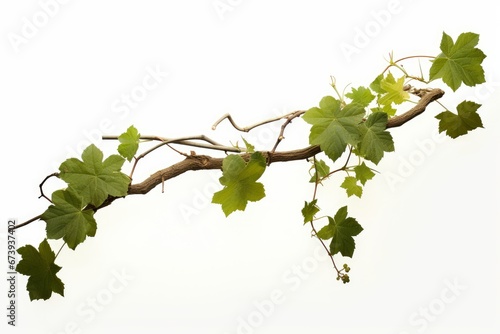 Grape leaves vine plant hanging branch grapevine with tendrils, Generative AI photo