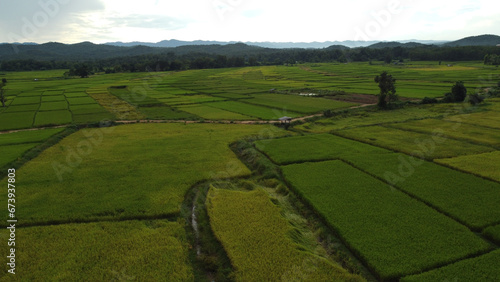 Corn Garden and Paddy field and Hut in Pong Distric Phayao Province,Northern of Thailand, Relaxing Vacation on Winter Season November 2023