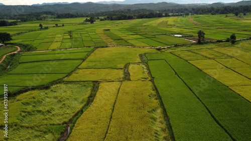 Corn Garden and Paddy field and Hut in Pong Distric Phayao Province,Northern of Thailand, Relaxing Vacation on Winter Season November 2023