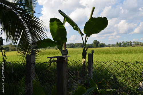Corn Garden and Paddy field and Hut in Pong Distric Phayao Province,Northern of Thailand, Relaxing Vacation on Winter Season November 2023