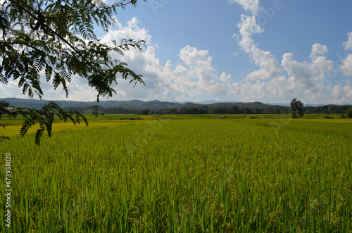 Corn Garden and Paddy field and Hut in Pong Distric Phayao Province,Northern of Thailand, Relaxing Vacation on Winter Season November 2023