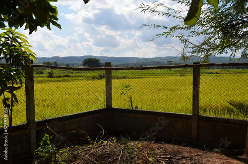 Corn Garden and Paddy field and Hut in Pong Distric Phayao Province,Northern of Thailand, Relaxing Vacation on Winter Season November 2023