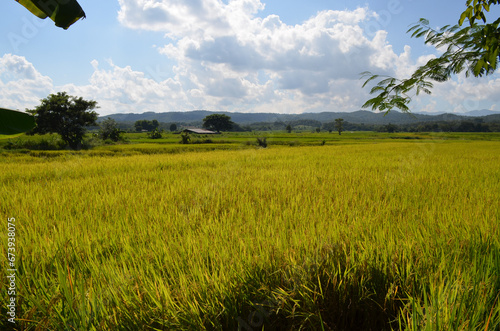 Corn Garden and Paddy field and Hut in Pong Distric Phayao Province,Northern of Thailand, Relaxing Vacation on Winter Season November 2023