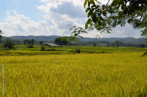 Corn Garden and Paddy field and Hut in Pong Distric Phayao Province,Northern of Thailand, Relaxing Vacation on Winter Season November 2023