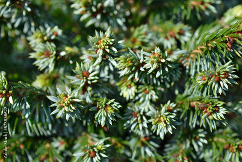 Serbian spruce Gunther branches with buds photo