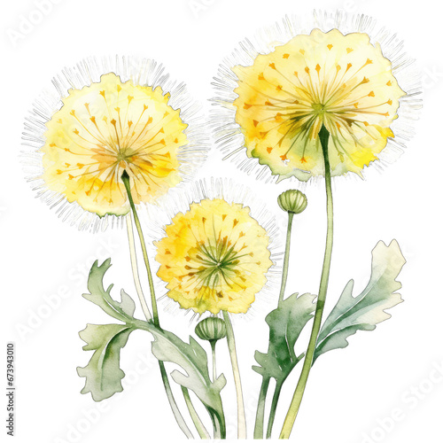 Bunch of bouquet of yellow dandelions, watercolor illustration, isolated on transparent background