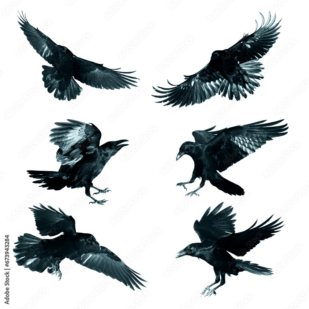 Obraz premium Birds flying ravens isolated on white background Corvus corax. Halloween - six birds, silhouette of a large black bird in flight cut out on a white background for use in graphic arts