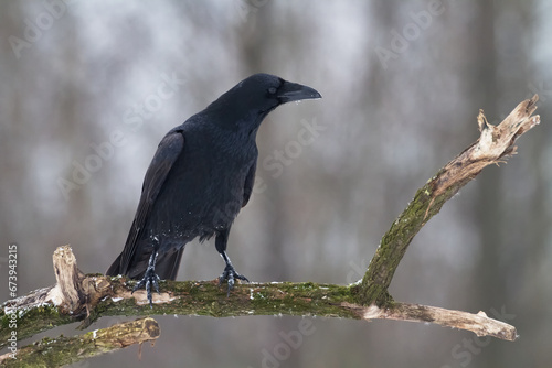 Bird beautiful raven Corvus corax North Poland Europe