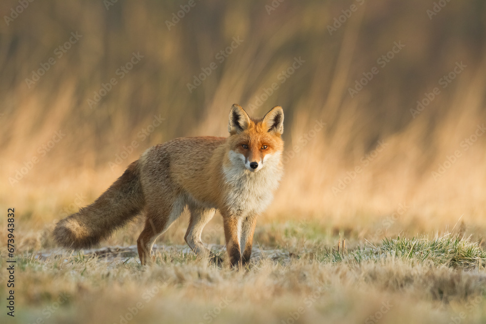 Fox Vulpes vulpes in natural scenery, Poland Europe, animal walking among meadow Fox Vulpes vulpes in natural scenery, Poland Europe, animal walking among meadow
