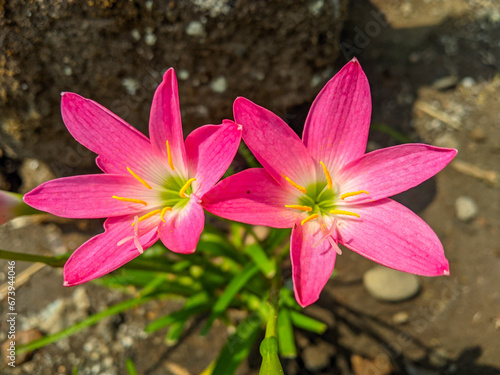 The pink rain lily is a species of plant of the genus Zephyranthes or rain lily native to Peru and Colombia.