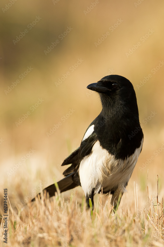 Fototapeta premium The Eurasian Magpie or Common Magpie or Pica pica on the branch with colorful background