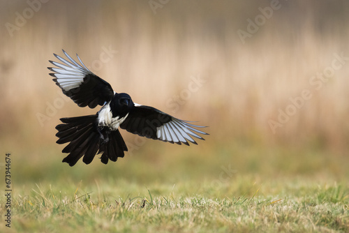Obraz na plátně The Eurasian Magpie or Common Magpie or Pica pica on the branch with colorful ba
