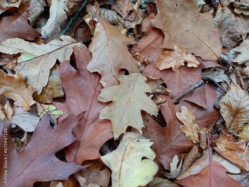 Texture of fallen oak leaves in the forest. Background from forest autumn fallen leaves in yellow and brown colors. The ground is covered with leaves. Texture of fallen oak leaves in the forest. Background from forest autumn fallen leaves in yellow and brown colors. The ground is covered with leaves.