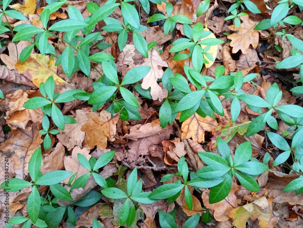 Texture of periwinkle plants among fallen oak leaves in the forest. Forest green periwinkle background. The land is covered with beautiful green periwinkle plants. Texture of periwinkle plants among fallen oak leaves in the forest. Forest green periwinkle background. The land is covered with beautiful green periwinkle plants.