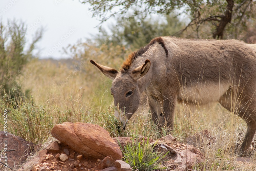 Donkey stands in a grassy and rocky landscape, grazing grass Donkey stands in a grassy and rocky landscape, grazing grass
