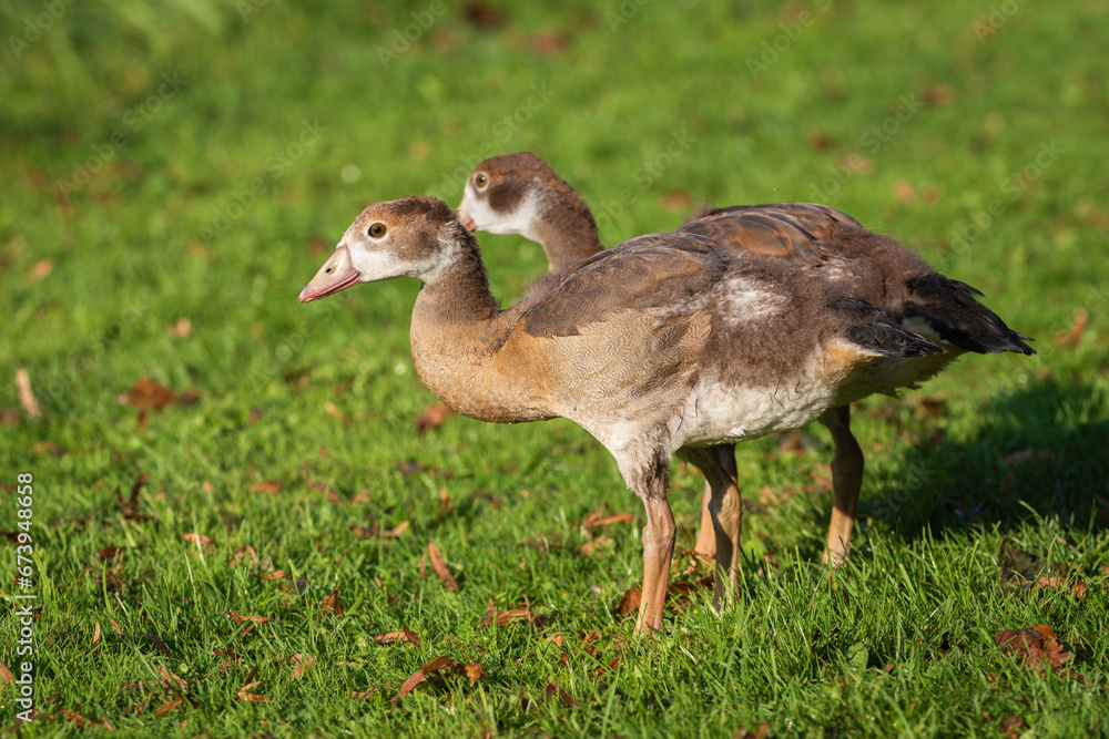 Two Nile goslings (Alopochen aegyptiaca) stand on a green meadow and look around cautiously. Two Nile goslings (Alopochen aegyptiaca) stand on a green meadow and look around cautiously.