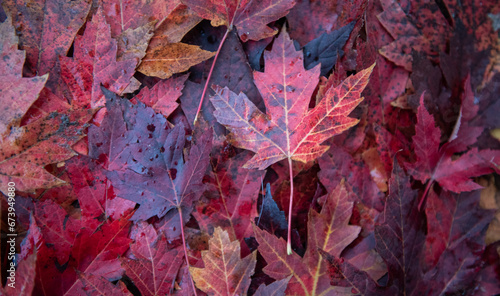 red maple leaves autumn background photo