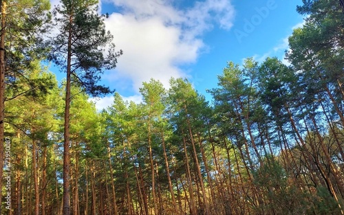 Pine forest landscape. Concept of forestry, care for environment, forest recreation 