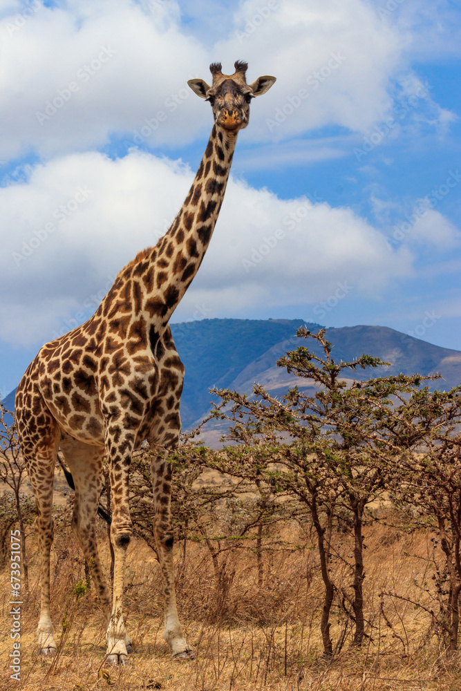 Fototapeta premium Giraffe in savanna in Serengeti national park in Tanzania. Wild nature of Tanzania, East Africa