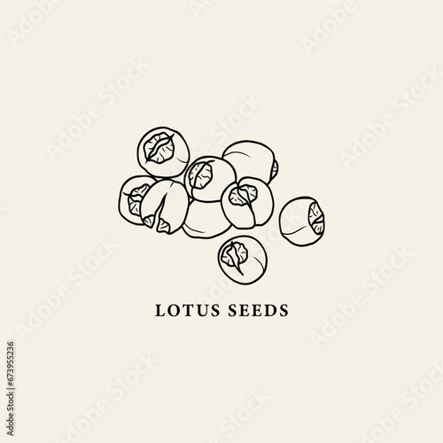 Line art lotus seeds illustration
