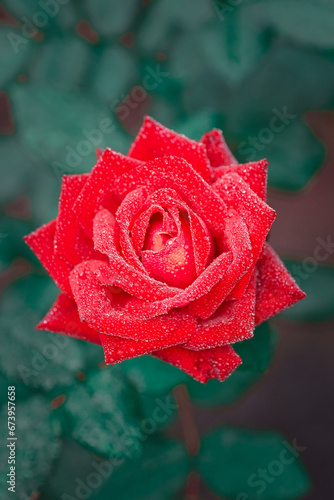 Beautiful red rose flower  closeup.