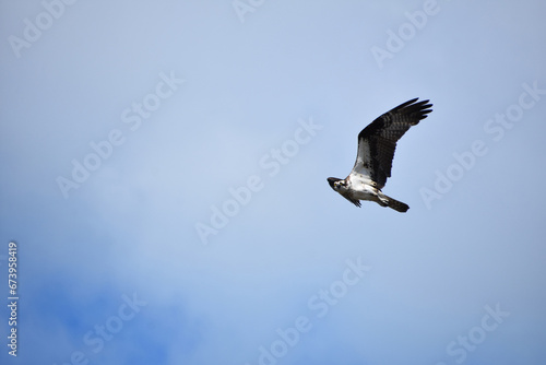 Unusual Fish Hawk Flying Over Casco Bay in Maine